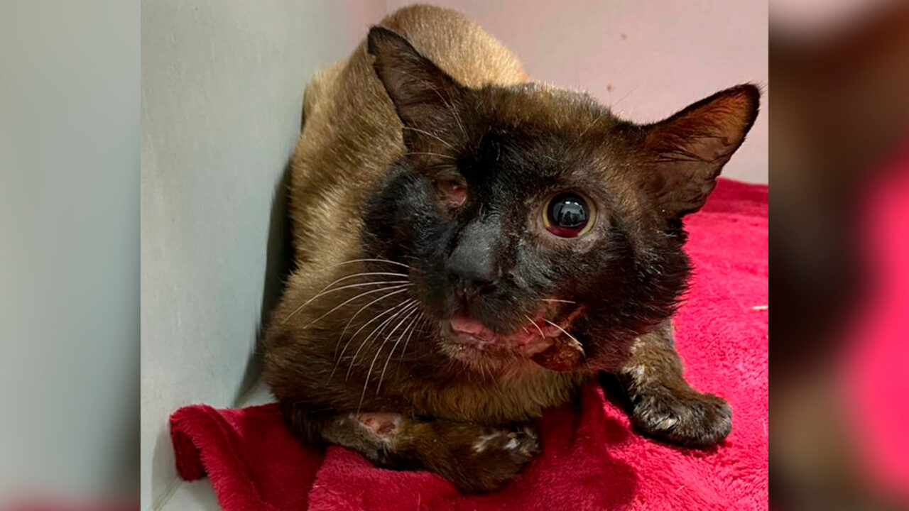 Marcinho, gato resgatado por limeirense, precisa de mais de R$ 6 mil para realizar cirurgias