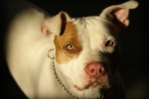 Mulher vai à polícia após pitbull atacar sua cachorrinha em condomínio de Limeira