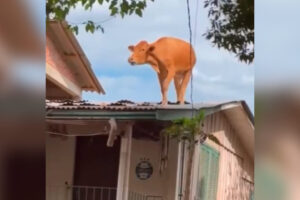 Vaca fica 'ilhada' em telhado de casa após passagem de ciclone no RS