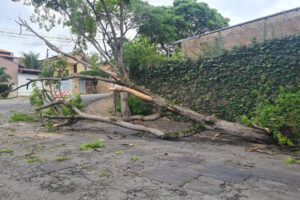 Chuva derruba árvore no Jardim Planalto, em Limeira 