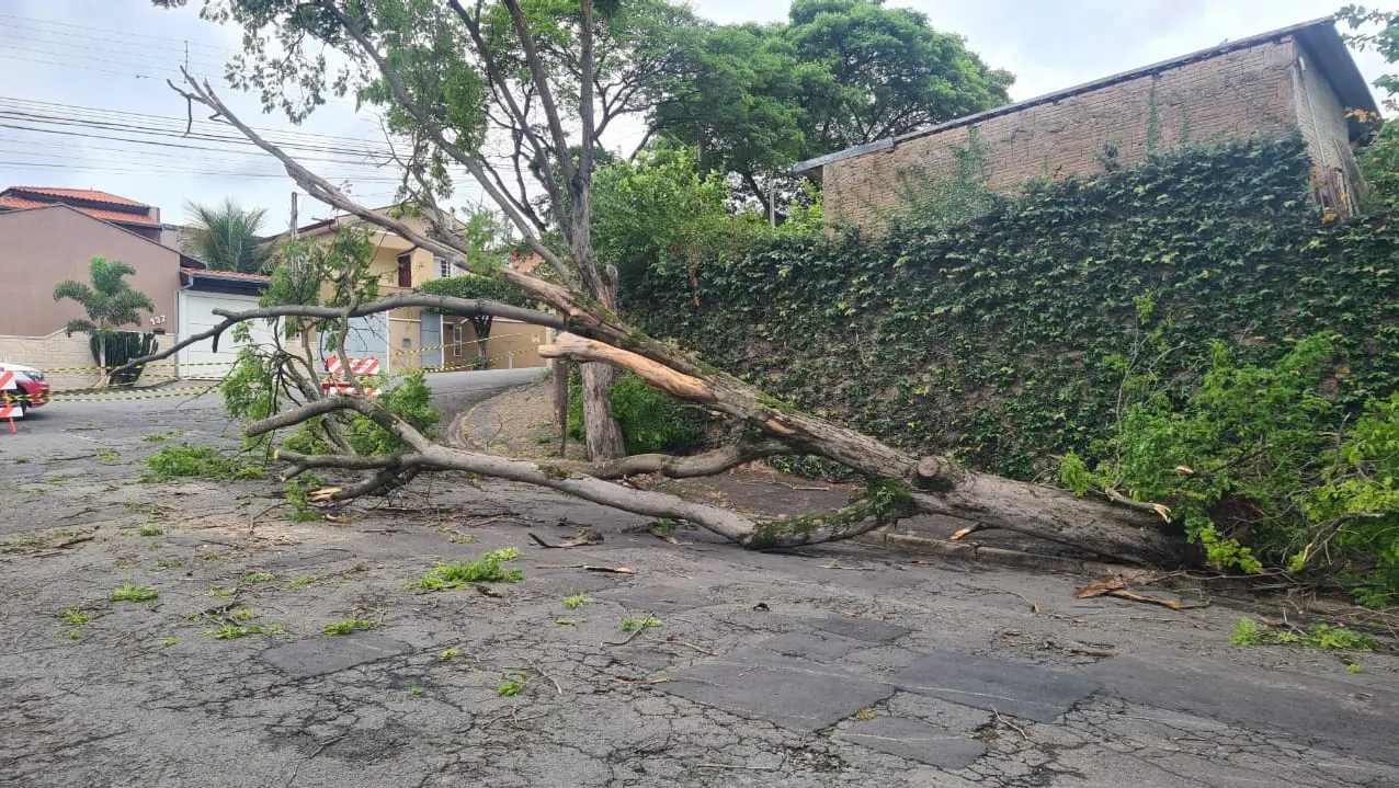 Chuva derruba árvore no Jardim Planalto, em Limeira