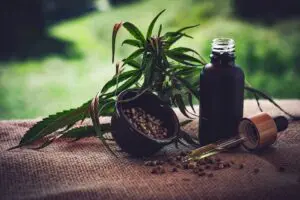 Congresso discute uso de cannabis medicinal para tratamento da dor