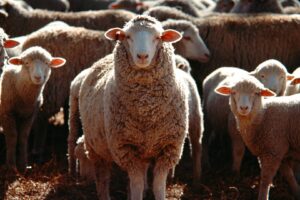 Ovelhas invadem estufa e comem 300 kg de maconha na Grécia