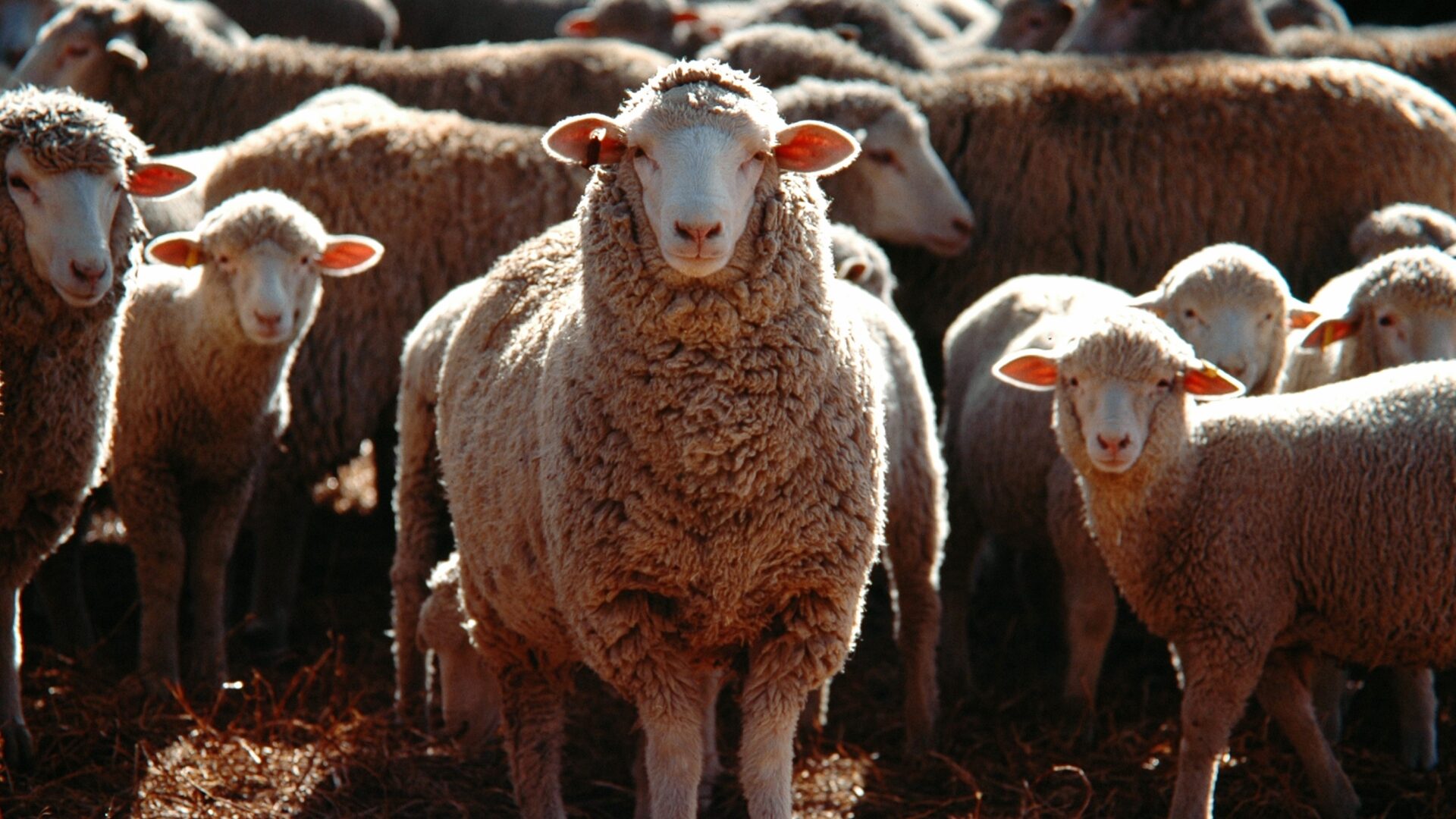 Ovelhas invadem estufa e comem 300 kg de maconha na Grécia