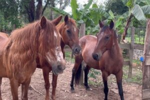 Cavalos são furtados do Horto Florestal de Limeira