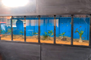 Loja de aquarismo de Limeira corre risco de perder todos os peixes por falta de energia