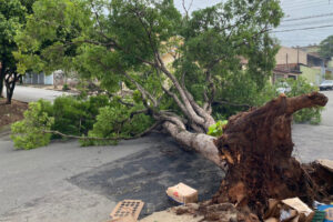 Prefeitura confirma 63 quedas de árvores após tempestade, em Limeira