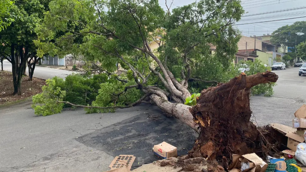 Prefeitura confirma 63 quedas de árvores após tempestade, em Limeira