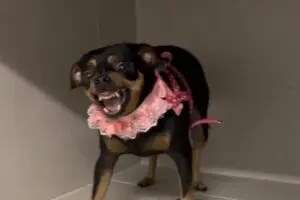 A fama da raça Pinscher ser agressiva não é de agora. O estudante de veterinária Liverson Gomes compartilhou em suas redes sociais um vídeo tentando cuidar da cadela Lolly, da raça. “Um dia perco um dedo e no outro o braço”, brincou o veterinário no Instagram, ao lidar com a ira do pet.