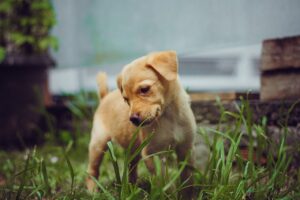 Castração gratuita de cães em gatos em Limeira será dia 23 de dezembro (2)