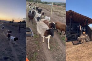 Criminosos furtam 100 carneiros de fazenda da Casa de Carnes do Airton, em Limeira