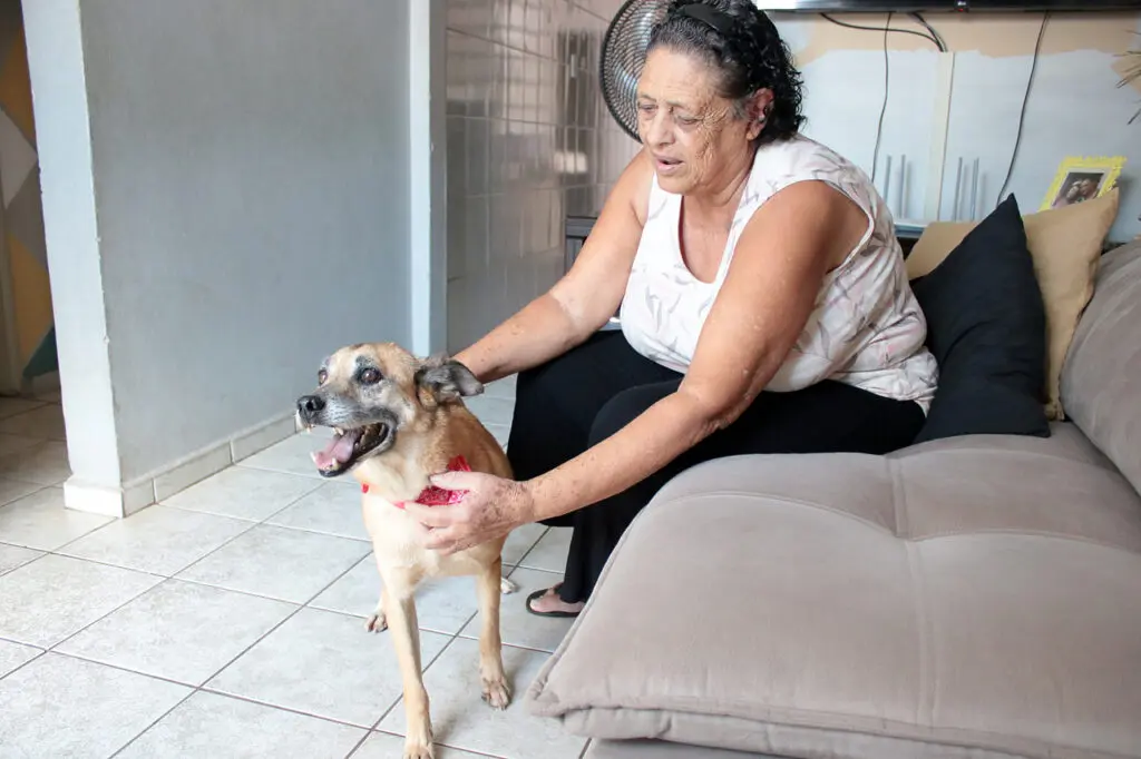 Ativo, curioso e super dócil. Esse era o perfil de George nas redes sociais do Lar Temporário Municipal. De porte médio, sem raça definida, o cão foi adotado no mês passado. O que seria apenas mais uma, das 133 adoções de cães e gatos em 2023, tornou-se símbolo do trabalho de conscientização realizado pelo Departamento de Proteção e Bem-Estar Animal de Limeira. Com idade estimada de 10 anos, George era o morador mais antigo do abrigo, onde chegou ainda filhote, em 2014. George vive agora no Jd. Ipanema, com a dona de casa Maria de Lourdes Rocha da Silva, de 72 anos, e uma irmã, a gata Raiana - igualmente adotada. “Eu sempre fui apegada aos animais”, ressaltou a dona de casa, ao revelar que já cuidou de cinco leitões, oferecendo leite na mamadeira, e de um tatu, quando era adolescente e morava em um sítio na cidade mineira de Cabo Verde.