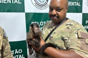 Pelotão Ambiental de Cordeirópolis faz ação de combate ao tráfico de animais silvestres e apreende um macaco prego