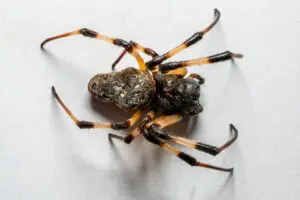 Pesquisa aponta que molécula de aranhas pode ser usada para fazer inseticidas contra o Aedes