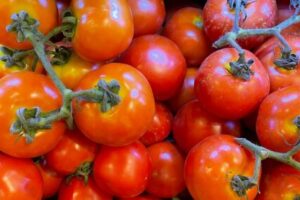 Dia do Tomate: versátil, fruta oferece diversos benefícios para a saúde