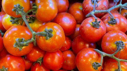 Dia do Tomate: versátil, fruta oferece diversos benefícios para a saúde