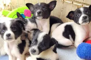 Evento de adoção de animais acontece em Limeira no próximo sábado (20)