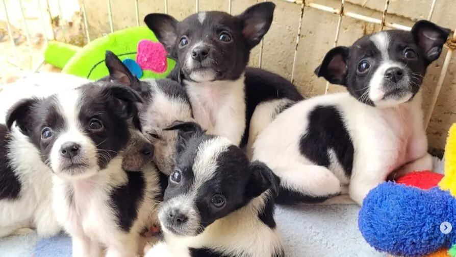 Evento de adoção de animais acontece em Limeira no próximo sábado (20)