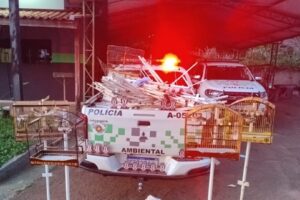 PM Ambiental desmantela torneio clandestino de canto de pássaros em Limeira