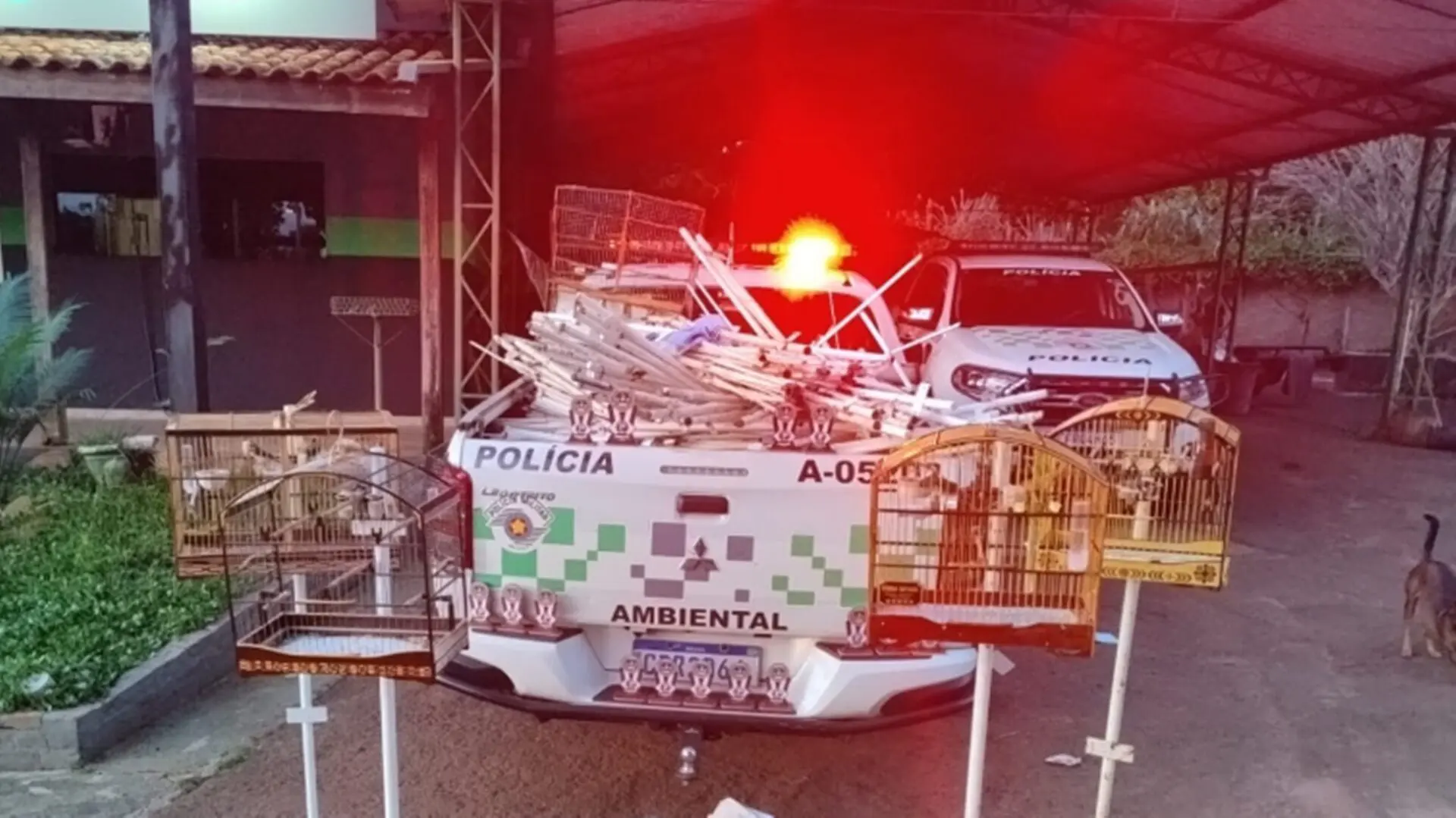 PM Ambiental desmantela torneio clandestino de canto de pássaros em Limeira