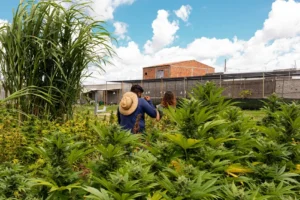 Prefeitura de Limeira contrata por mais de R$ 1 milhão empresa para fornecer remédios à base de Cannabis