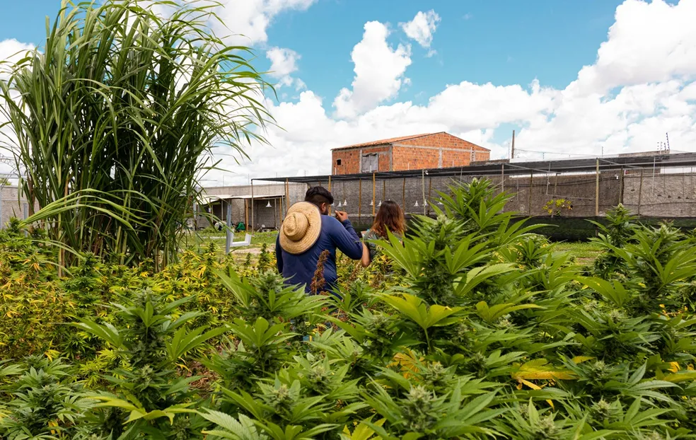 Prefeitura de Limeira contrata por mais de R$ 1 milhão empresa para fornecer remédios à base de Cannabis