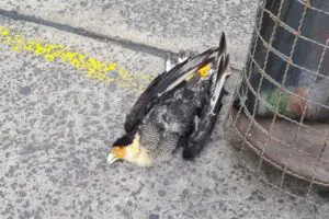 Homem fica ferido após queda de fios de energia no Centro