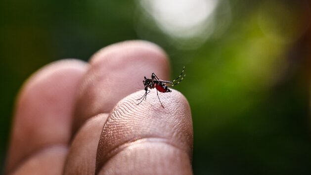 Brasil pode dobrar casos de dengue neste ano em relação a 2023 