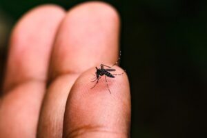 'Dengue 100 Dúvidas' portal informa população na luta contra o mosquito