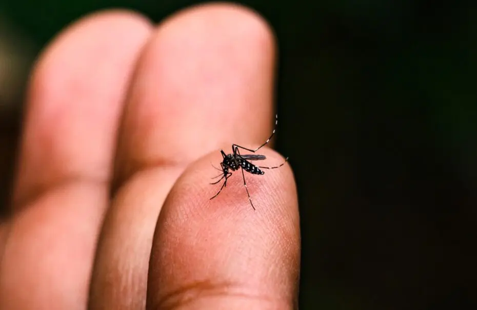 'Dengue 100 Dúvidas' portal informa população na luta contra o mosquito