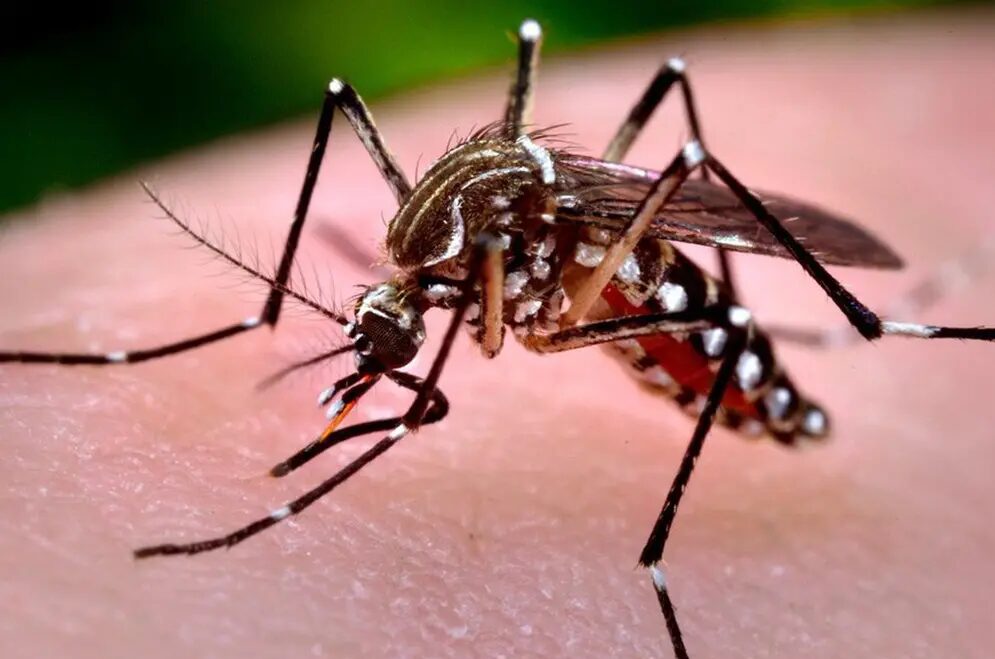 1º de março: "Dia D de Mobilização Estadual contra a Dengue"