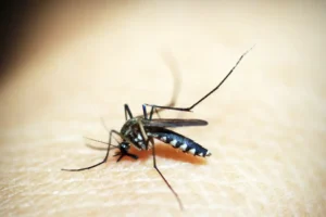 Em ofício, USTL manifesta preocupação com o avanço da dengue