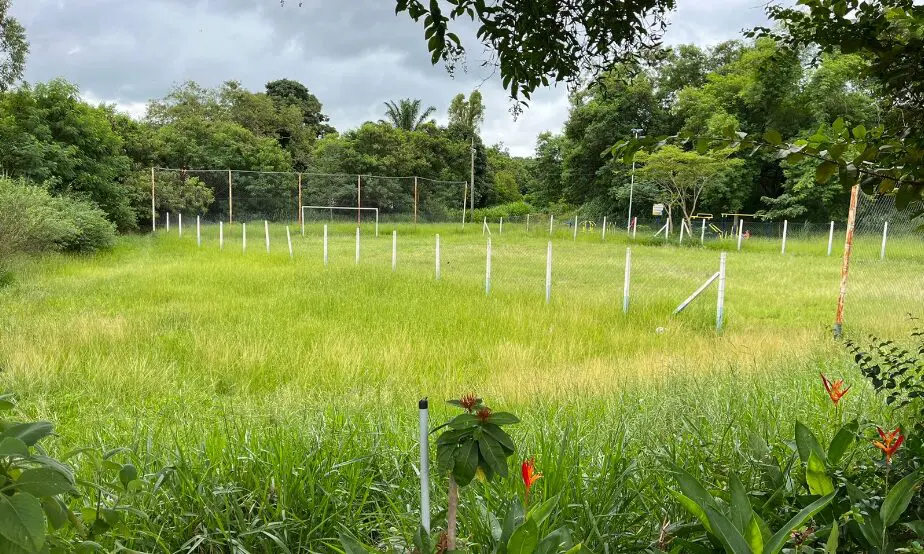 Moradores reclamam de mato alto em área de lazer do Jd. Bandeirantes