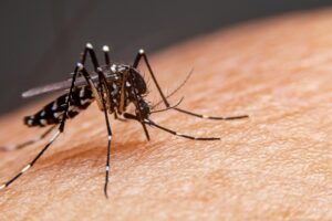 Saiba quais são os sintomas da dengue