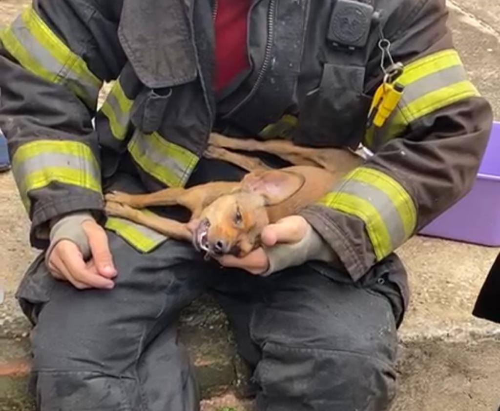 VÍDEO cãozinho resgatado em casa incendiada luta pela vida