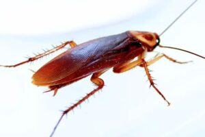 Um dos insetos que mais gera medo e nojo entre as pessoas, além de tudo, tem uma mordida dolorosa que pode transmitir doenças graves, levando até mesmo à morte.