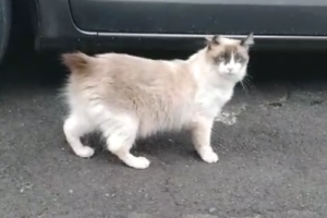'Gatoelho': mistura de gato e coelho viraliza nas redes sociais