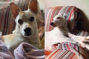 Ajudem a encontrar Coco e Nina; cães sumiram na região da Vila Cláudia