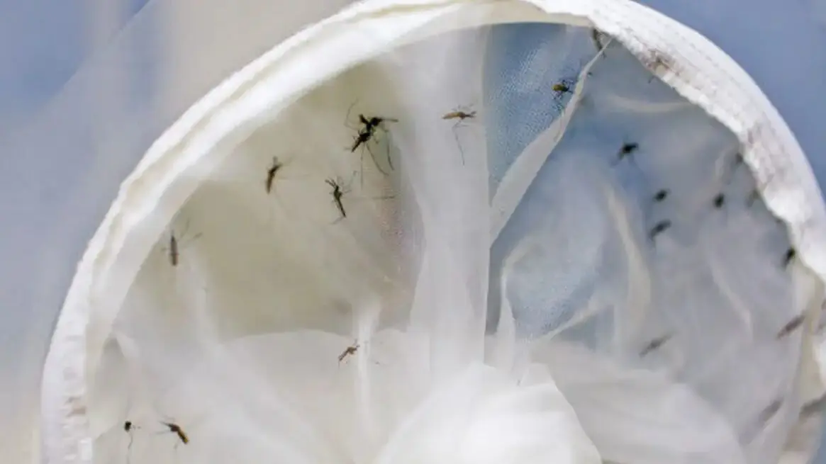Brasil tem 391 mortes por dengue