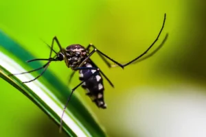 Teste da dengue: entenda como é feito