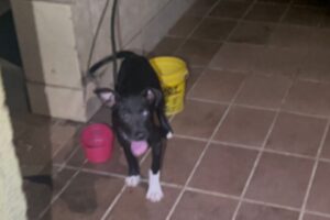 Homem é preso por agredir e maltratar cadela no Cecap, em Limeira