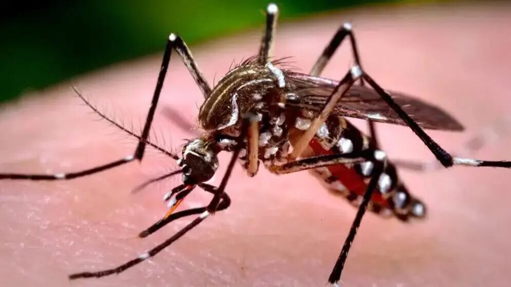 Hidratação ajuda na recuperação de pacientes com dengue