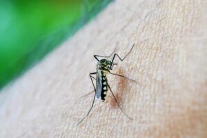 Limeira confirma primeira morte por dengue em 2024