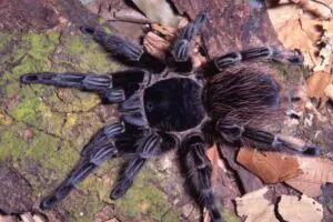 Pesquisa descobre substância em veneno de aranha com potencial contra células de câncer (3)