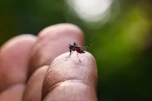 São Paulo declara ‘Estado de Emergência’ devido à Dengue