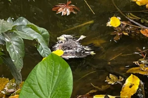 18 patos morrem na lagoa do Bosque Prefeita Maria Thereza
