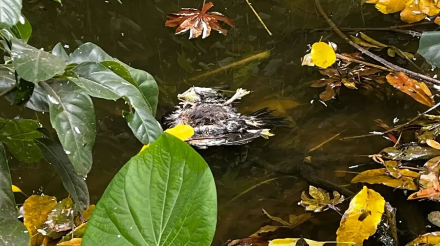 18 patos morrem na lagoa do Bosque Prefeita Maria Thereza