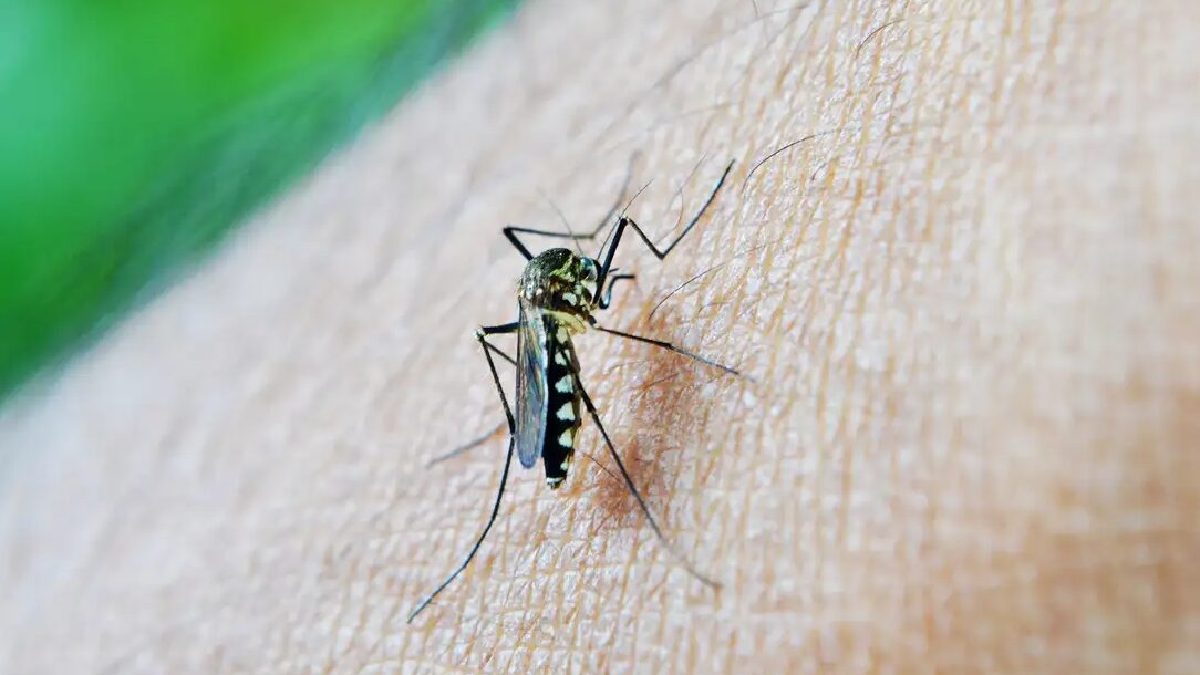 Brasil já tem mais de 3 milhões de casos de dengue em 2024