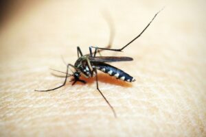 Brasil-supera-mil-mortes-por-dengue-este-ano