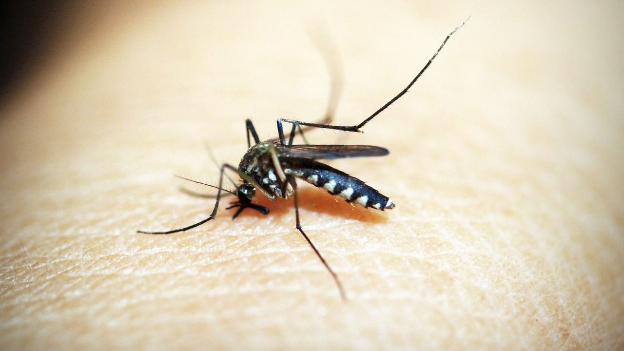 Brasil-supera-mil-mortes-por-dengue-este-ano